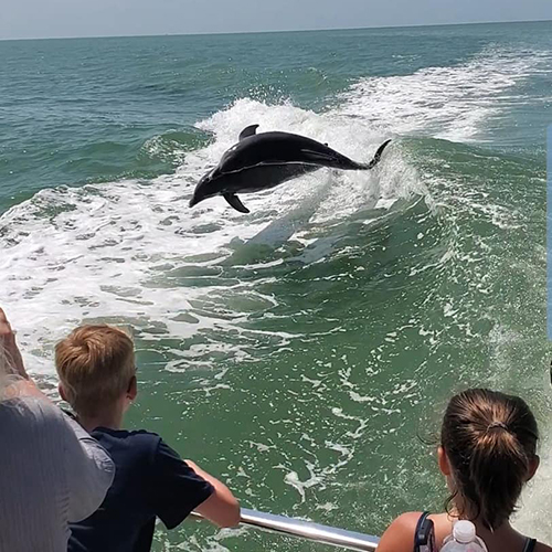 Dolphin in wake of boat off little river - Best summer activity
