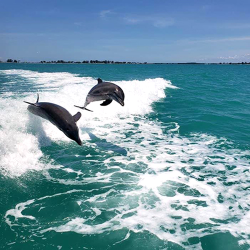 dolphin excursions myrtle beach
