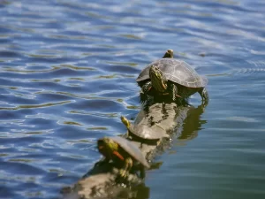 common snapping turtles in myrtle beach