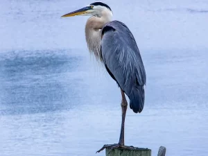 blue heron on ocean pier