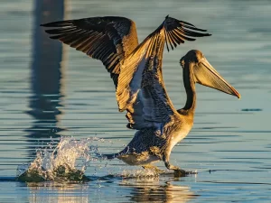 Brown pelican in myrtle beach 