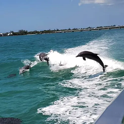 Pod of dolphins jumping in Myrtle Beach - Sea Racer tours