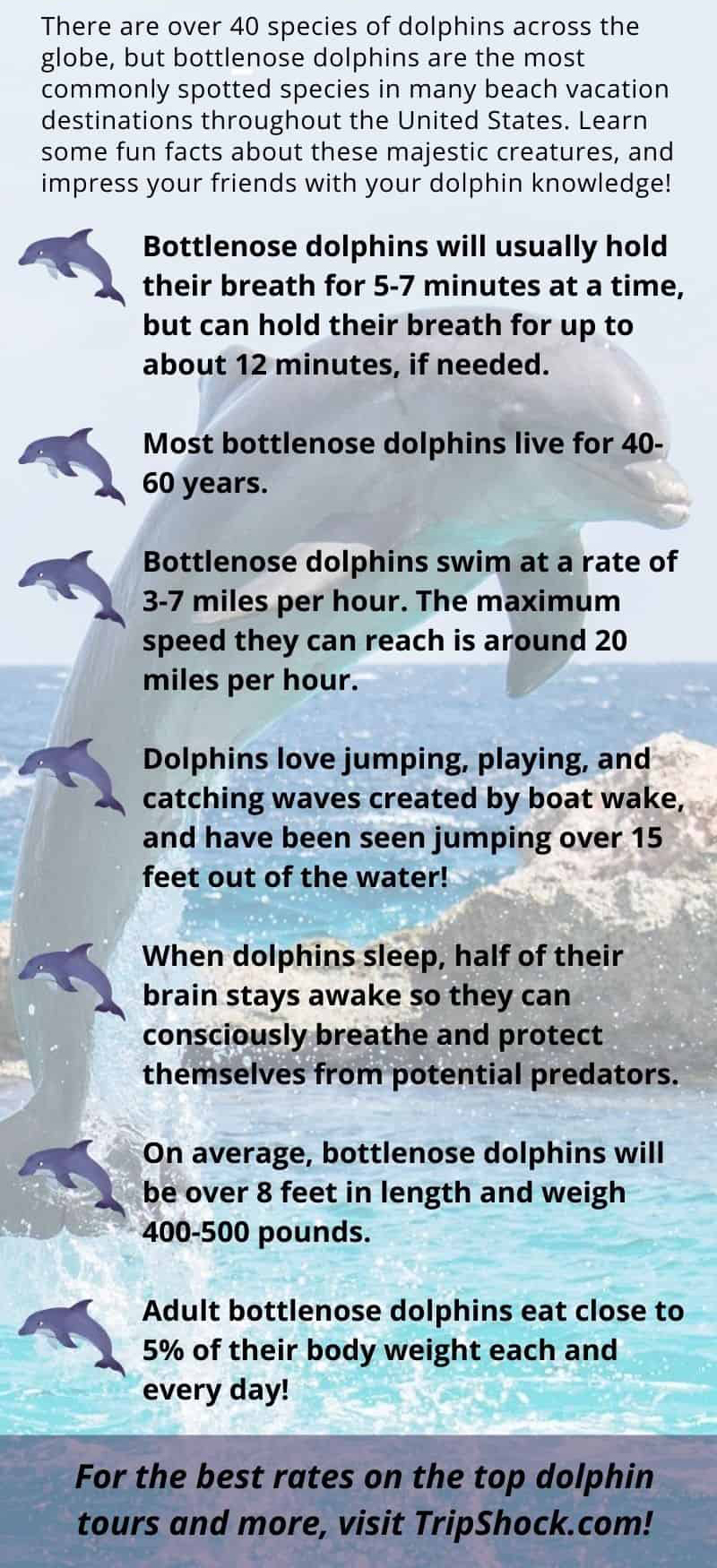 Dolphin Facts