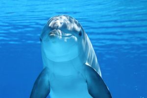 dolphin floating in blue water
