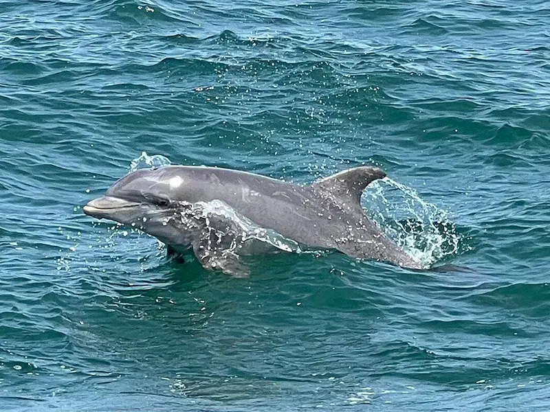 Dolphins that you can see on a SeaRacer Dolpin tour Myrtle Beach, SC