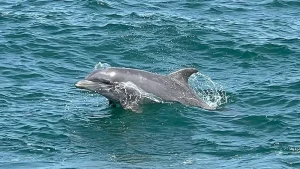 dolphin in ocean seen from Sea Racer Dolphin Tours