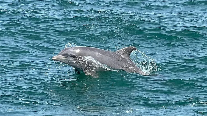 dolphin in ocean seen from Sea Racer Dolphin Tours