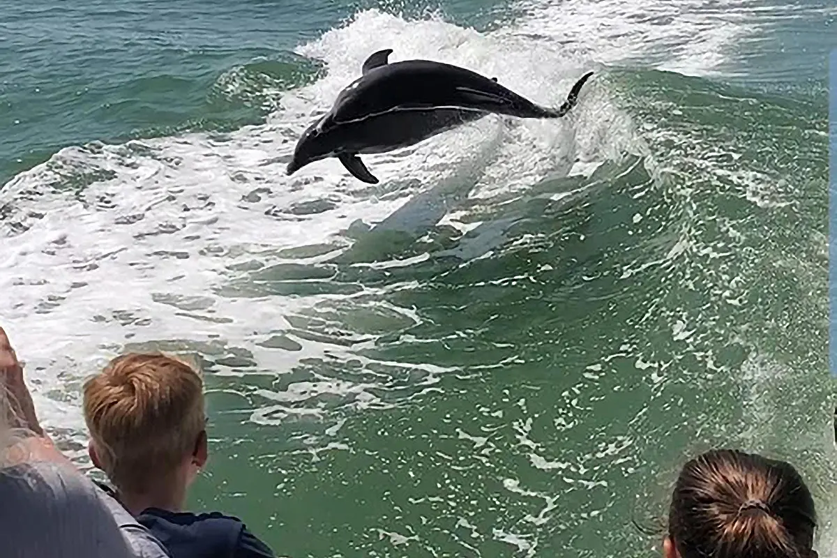 Dolphin in wake of boat off little river