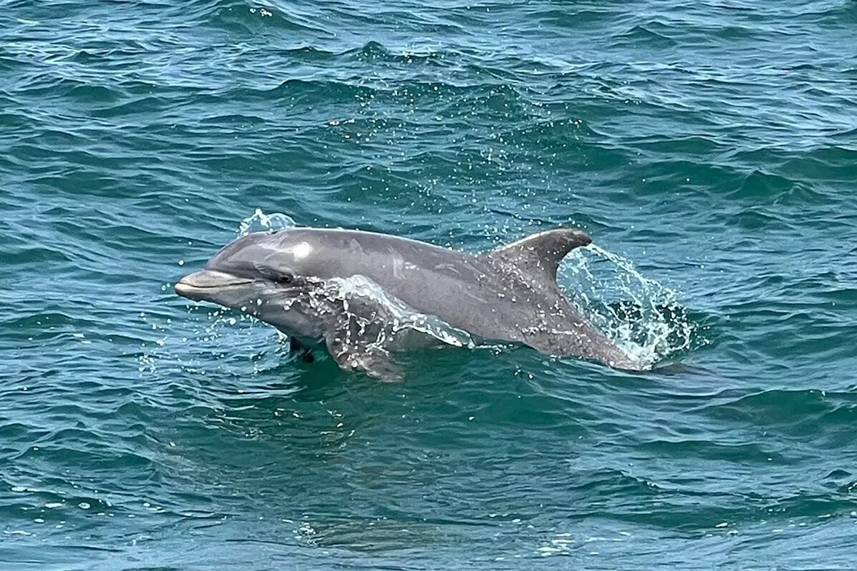 bottlenose dolphin cruise