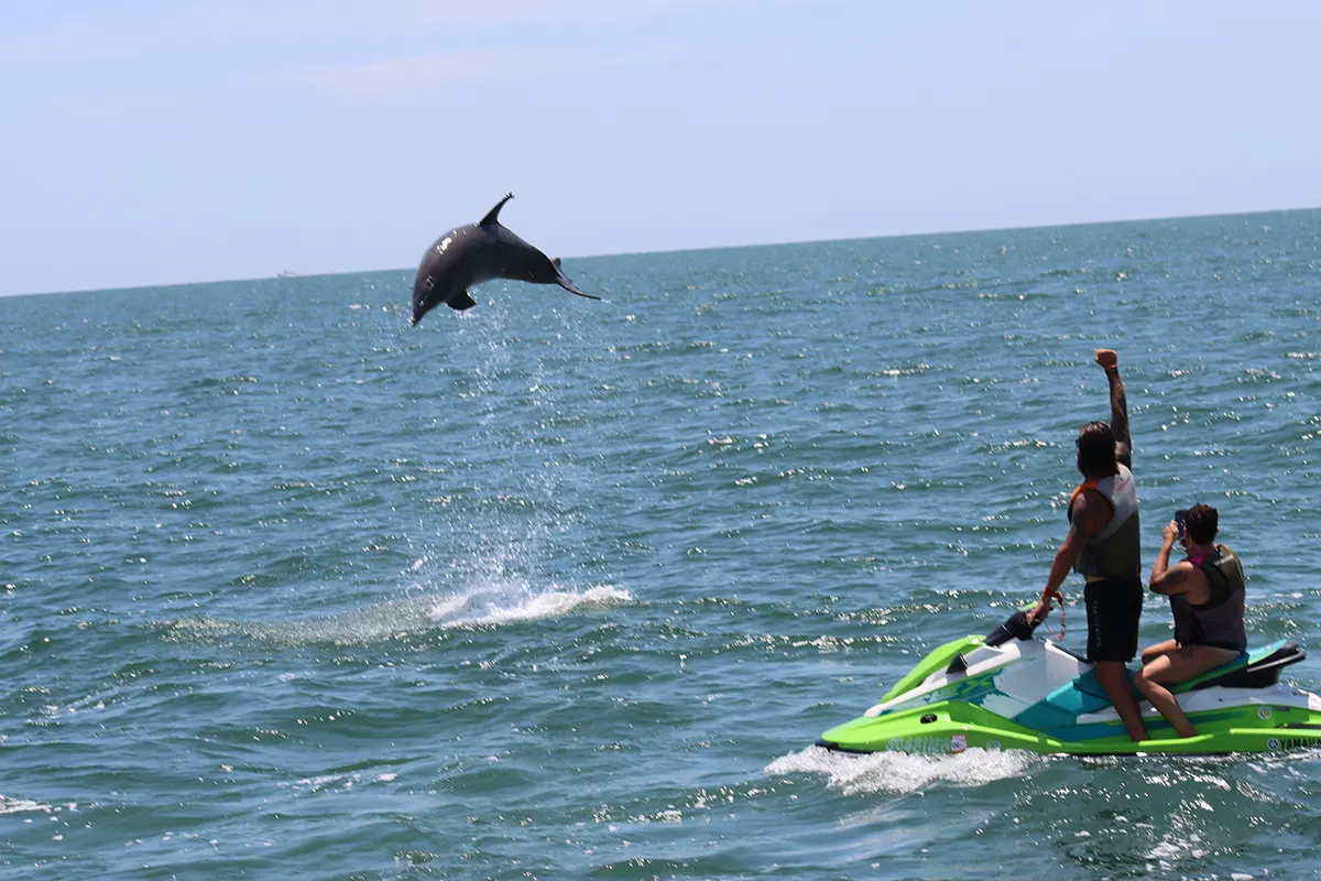 dolphin cruise
