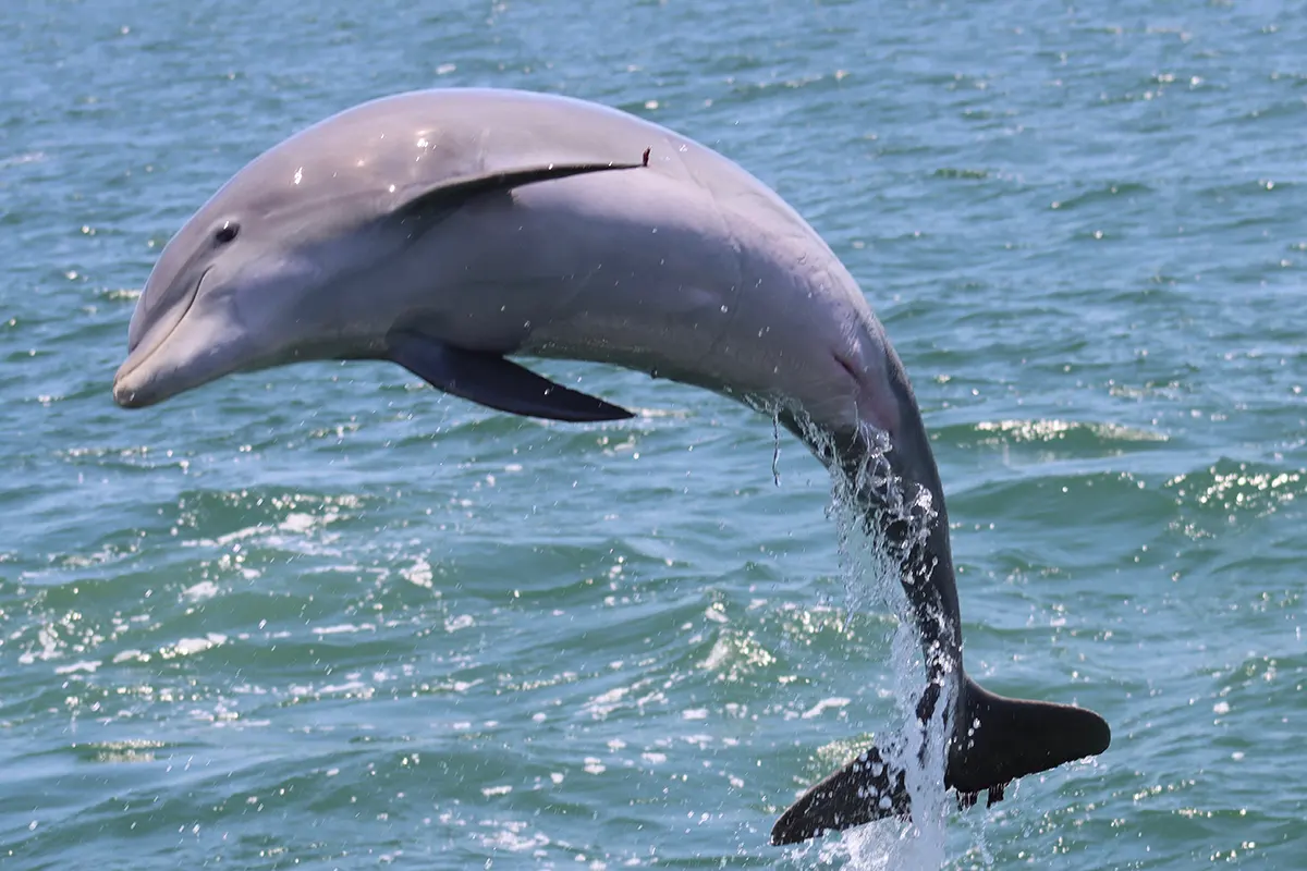 dolphin cruises
