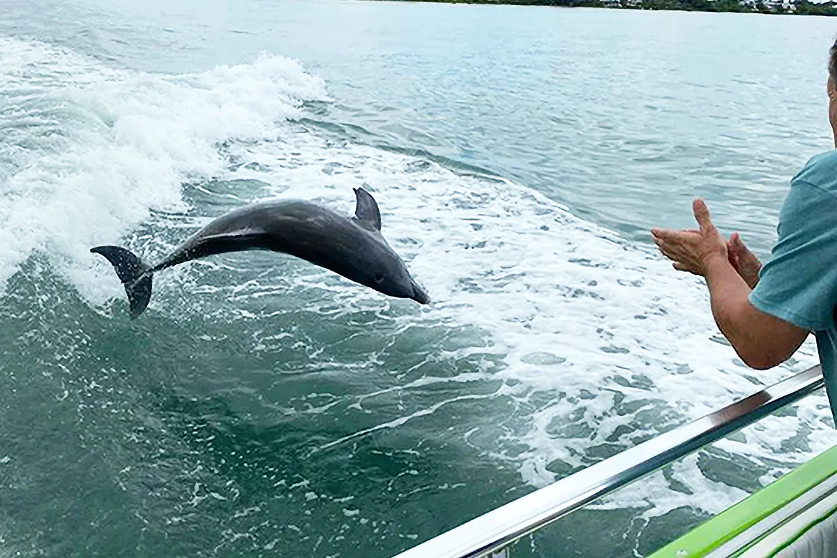dolphin-tour-myrtle-beach