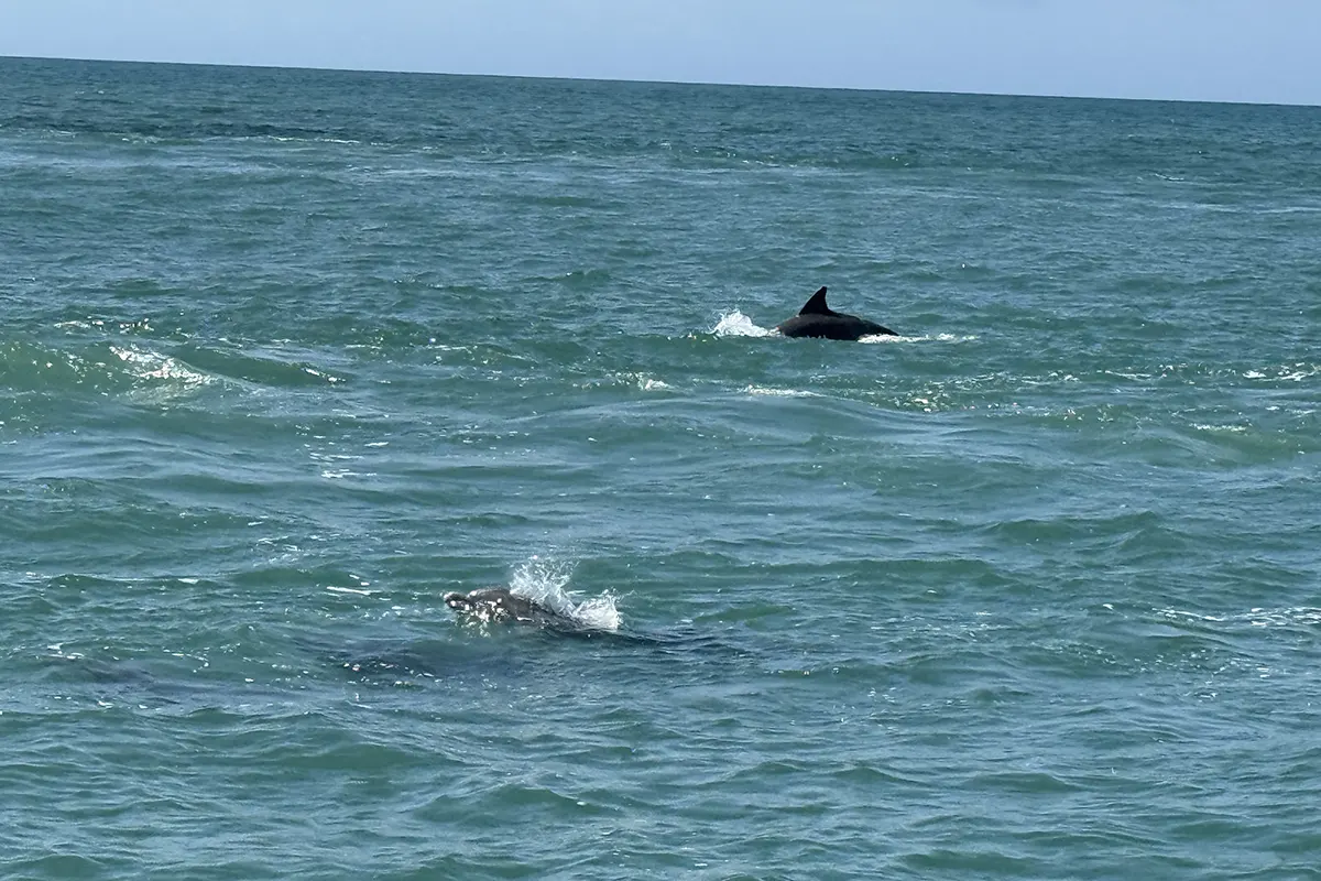 dolphin watching