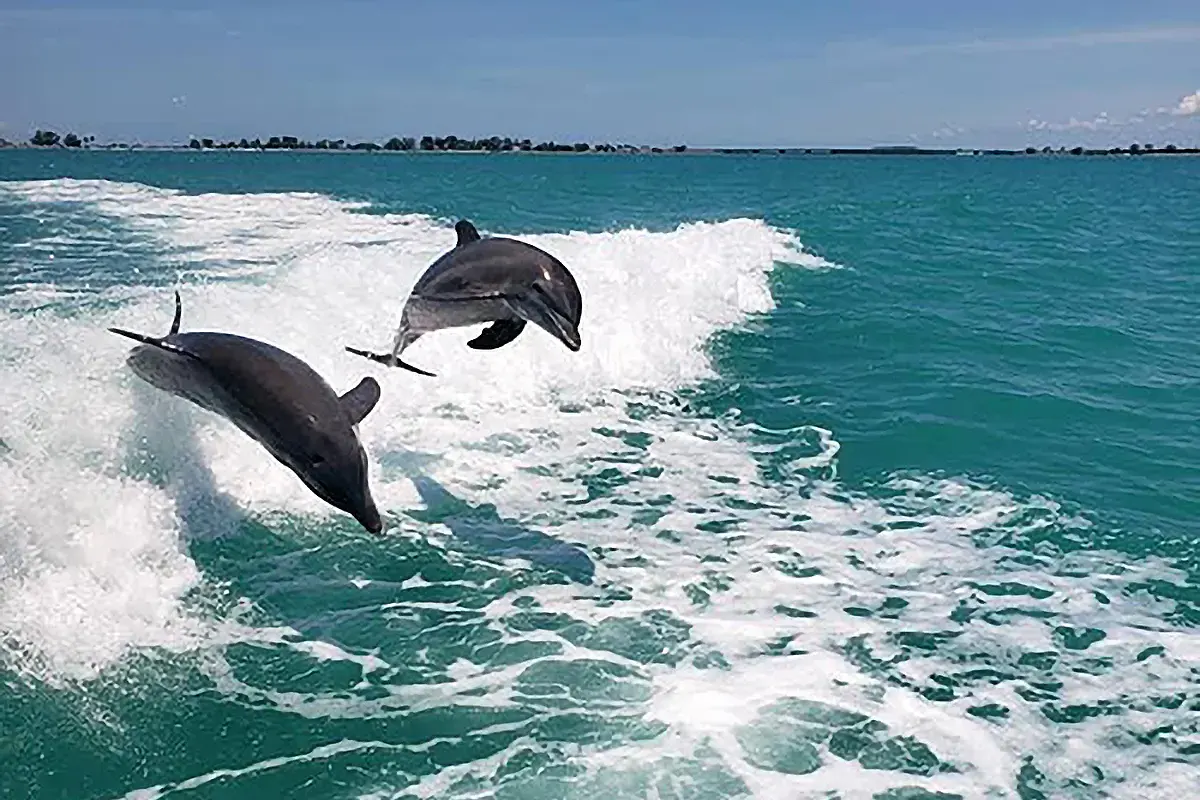 dolphins jumping myrtle beach