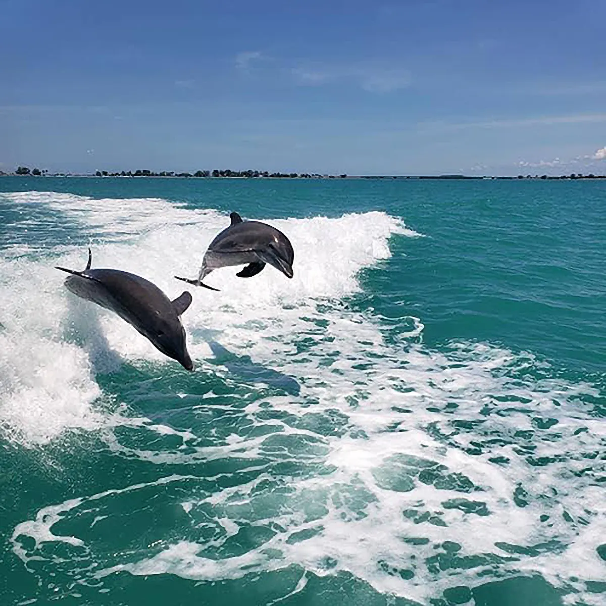 dolphins jumping