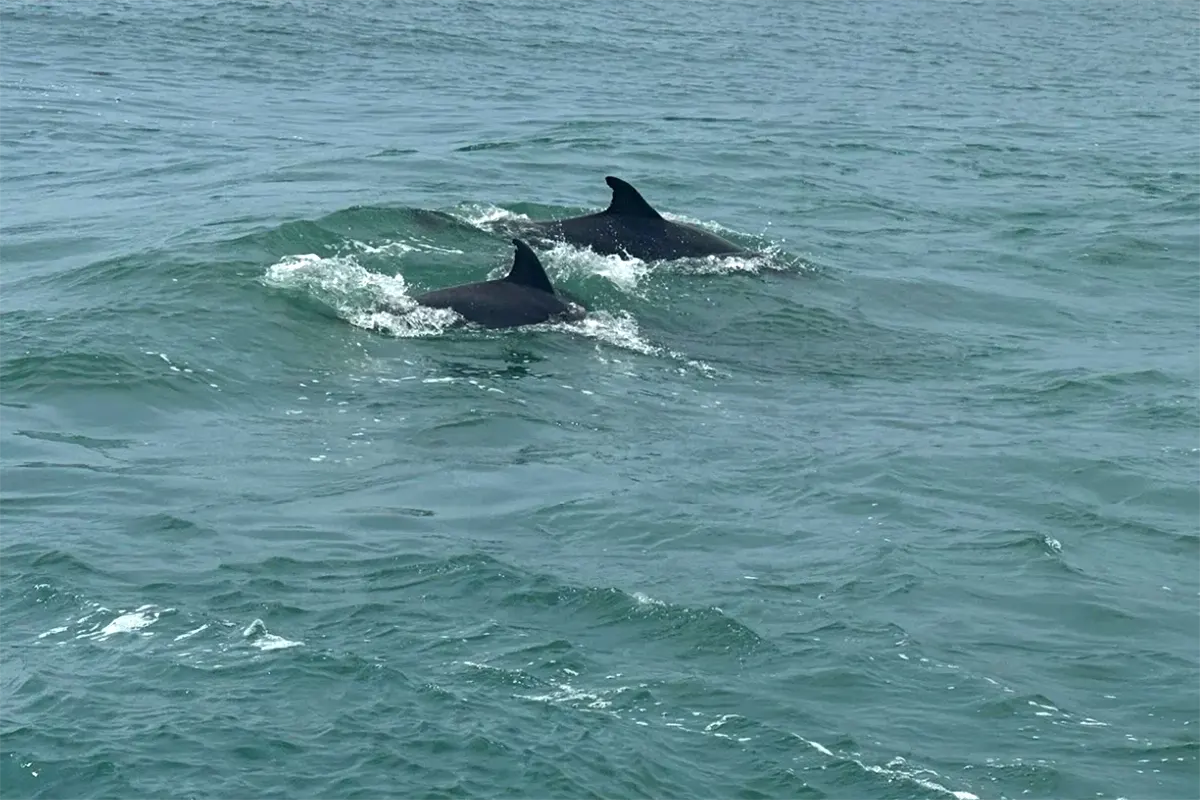 dolphins myrtle beach