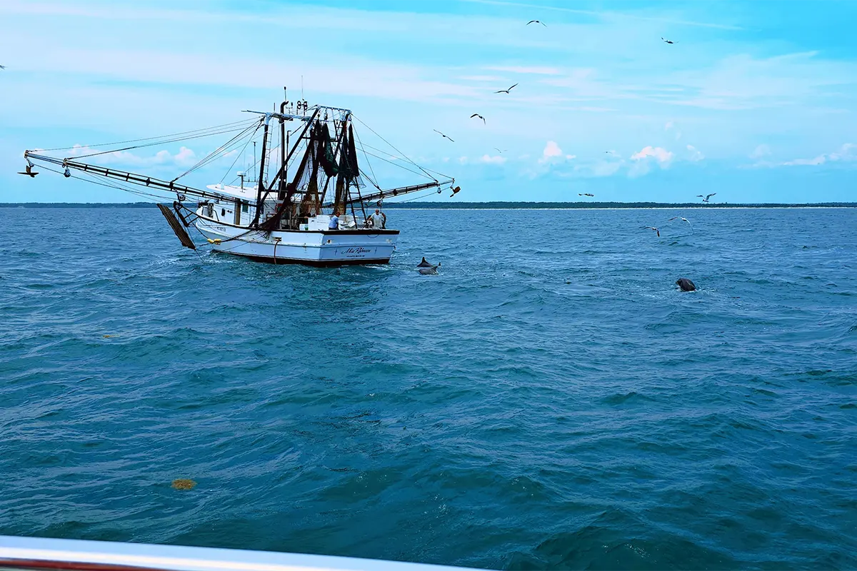dolphins shrimp boat