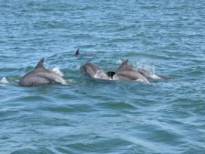 Tips for Taking the Best Photos on a SeaRacer Dolphin Tour
