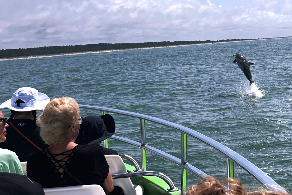dolphin watching