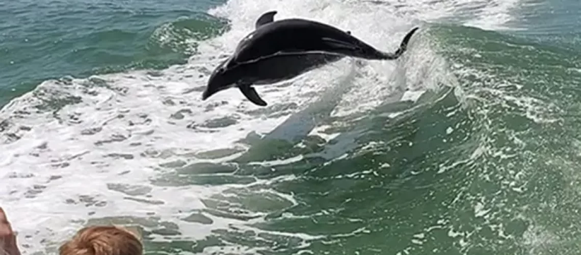 Dolphin Cruise Best summer activity in Myrtle Beach