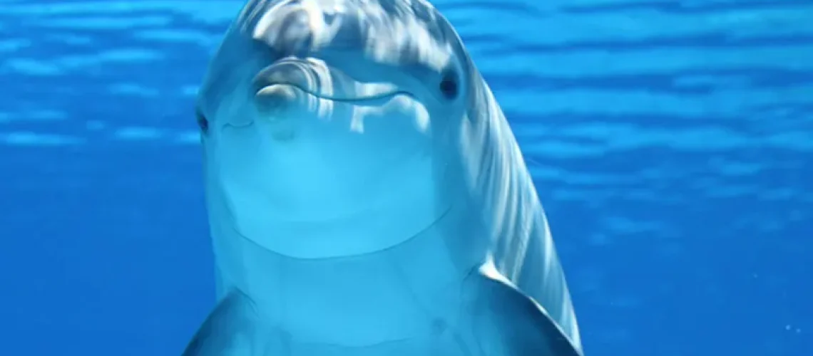 Dolphin smling under water 2