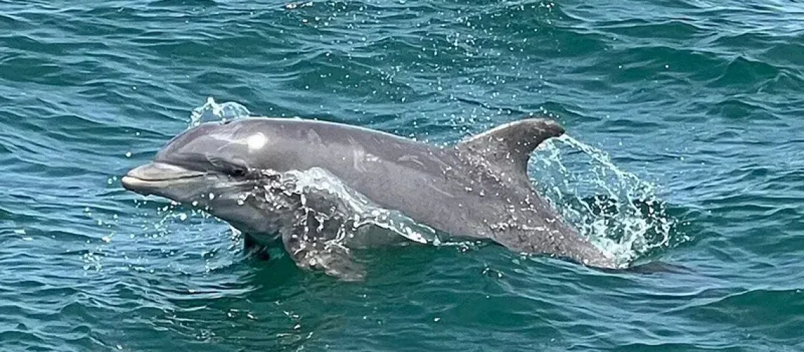 Dolphins that you can see on a SeaRacer Dolpin tour Myrtle Beach, SC