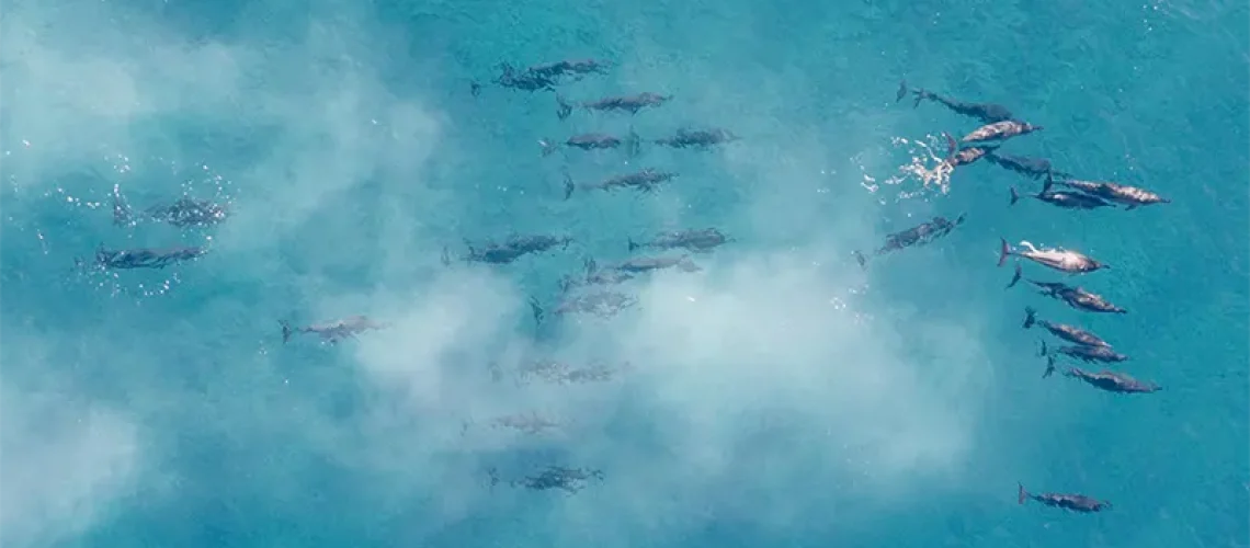 pod of dolphins