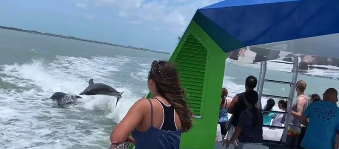 Why Do Dolphins Follow Boats