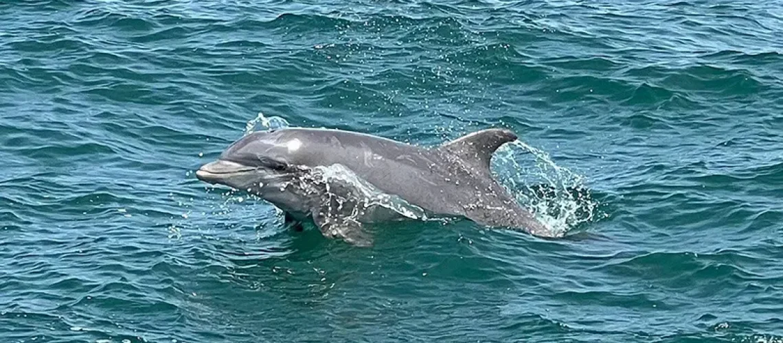 dolphin in water dolphin in ocean seen from Sea Racer Dolphin Tours