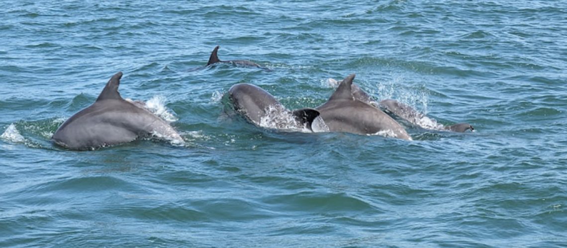 Tips for Taking the Best Photos on a SeaRacer Dolphin Tour