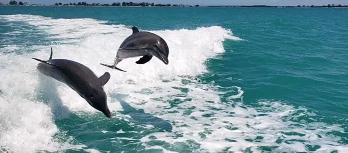 Dolphins jumping in ocean - Sea Racer Myrtle Beach Dolphin Cruise