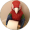 Nova A. Avatar