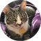 L B Avatar